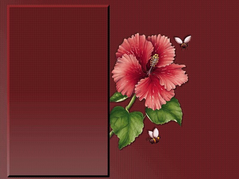 hibiscus flower with bees