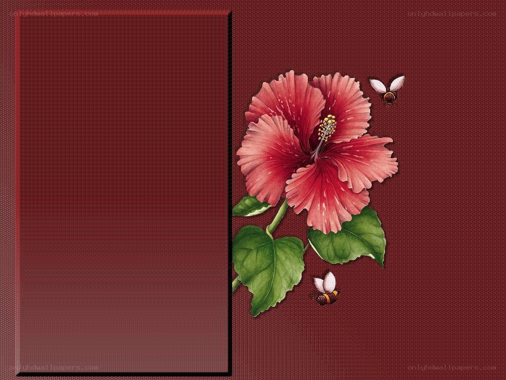 hibiscus flower with bees