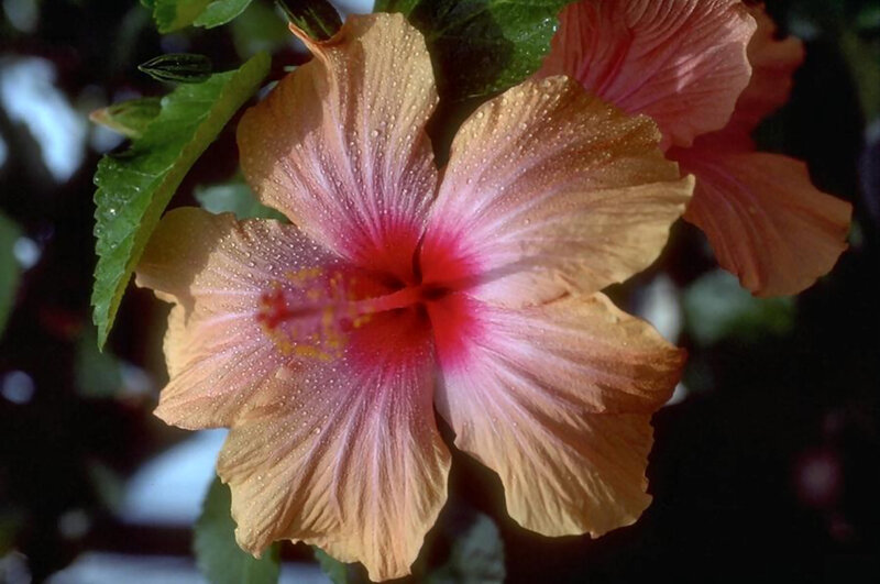 Hibiscus Flower with Dew