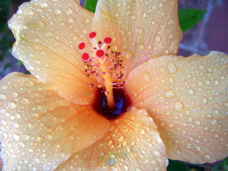 Hibiscus flower with water droplets