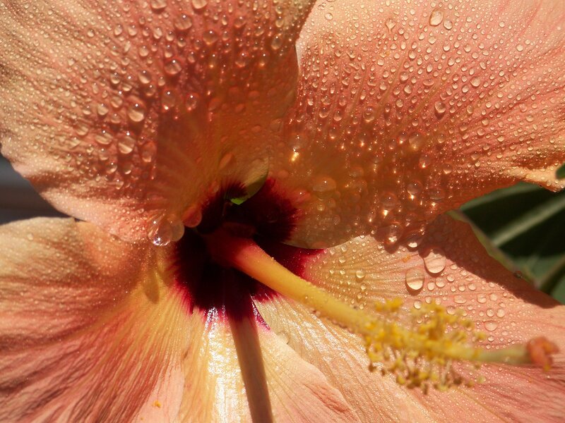 Hibiscus Flower with Water Droplets — Pink