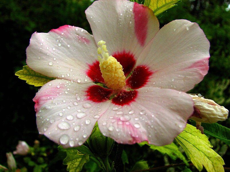 Hibiscus Flower with Water Droplets — White