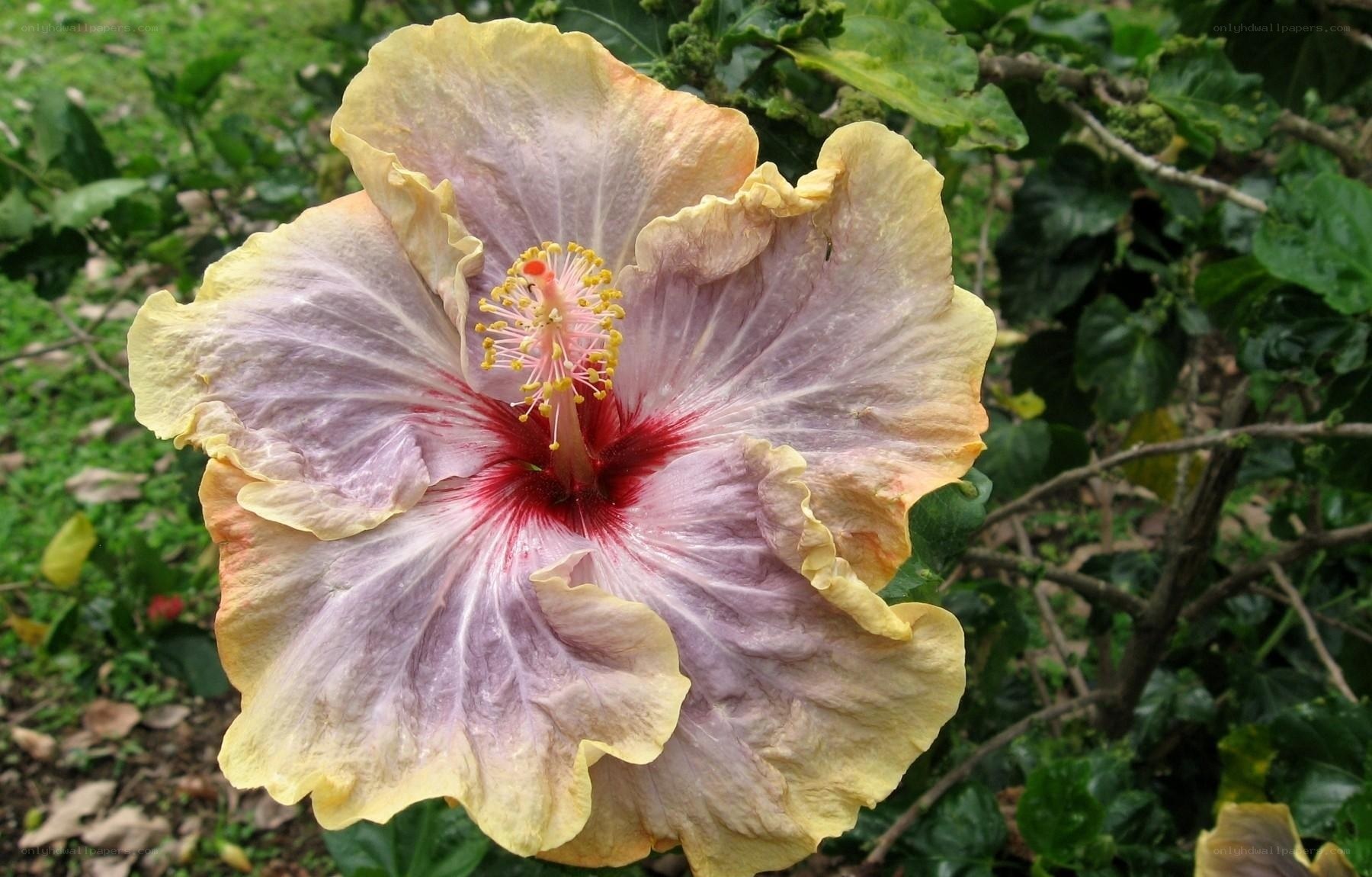 hibiscus flower with yellow and purple petals