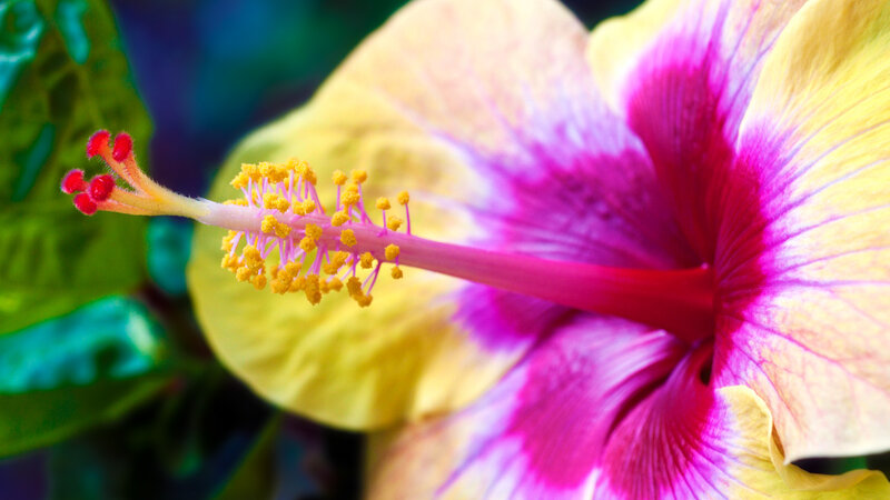 Hibiscus Flower — Yellow, Vibrant