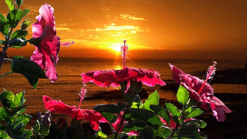 Hibiscus Flowers at Sunset — Orange, Serene