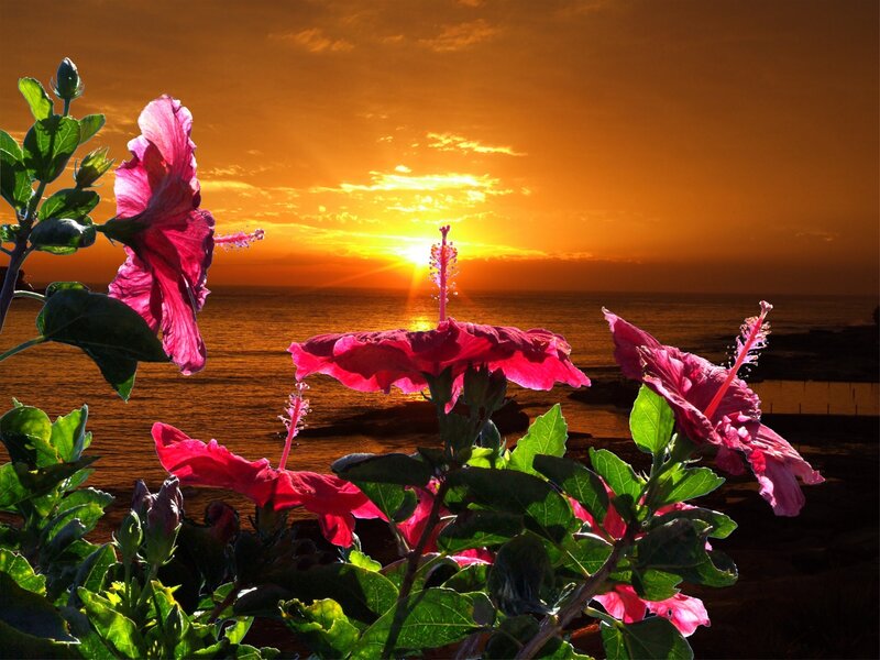 Hibiscus Flowers at Sunset — Orange