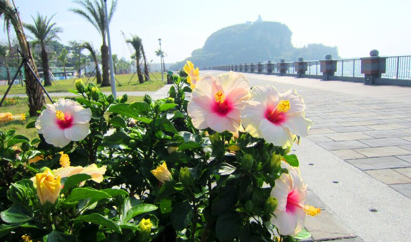 Hibiscus Flowers in Bloom