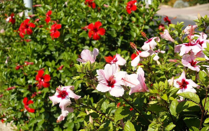 Hibiscus Flowers in Bush