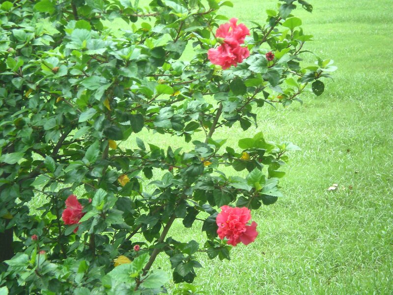 hibiscus flowers in garden