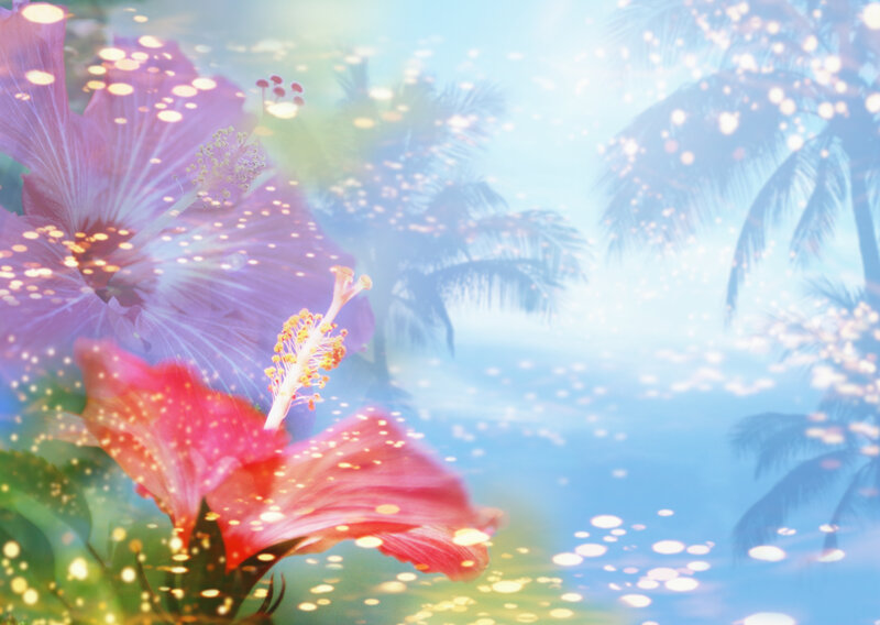 Hibiscus Flowers in Tropical Scene — Pink