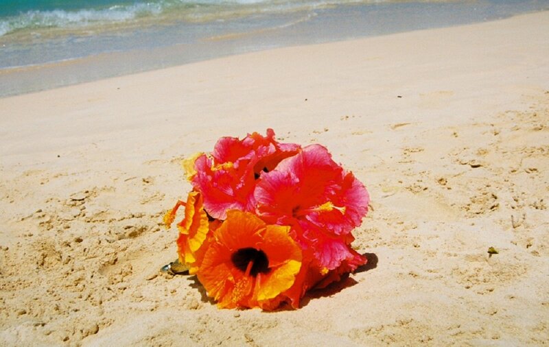 Hibiscus Flowers on Beach