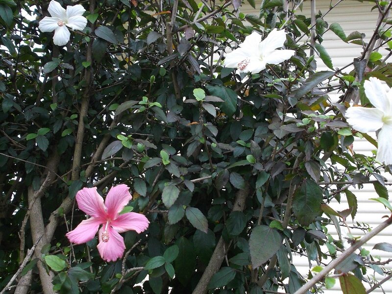 Hibiscus Flowers on Bush