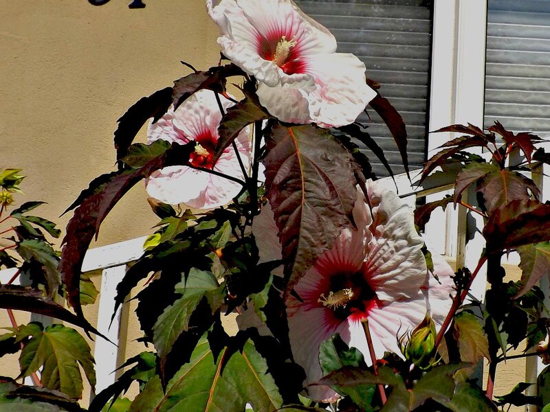 Hibiscus Flowers on Plant