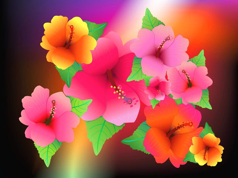 Hibiscus Flowers — Pink