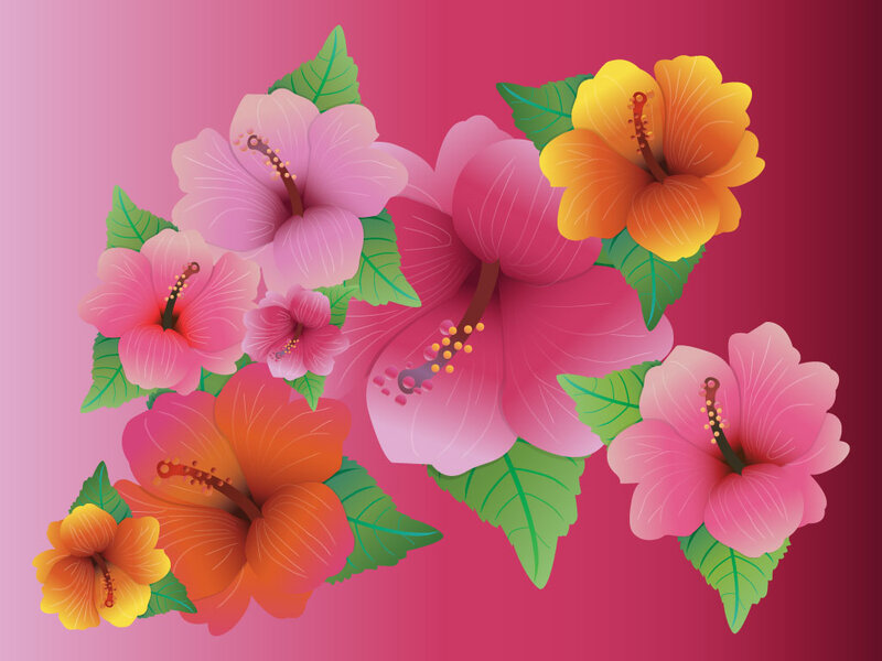 Hibiscus Flowers — Pink, Vibrant