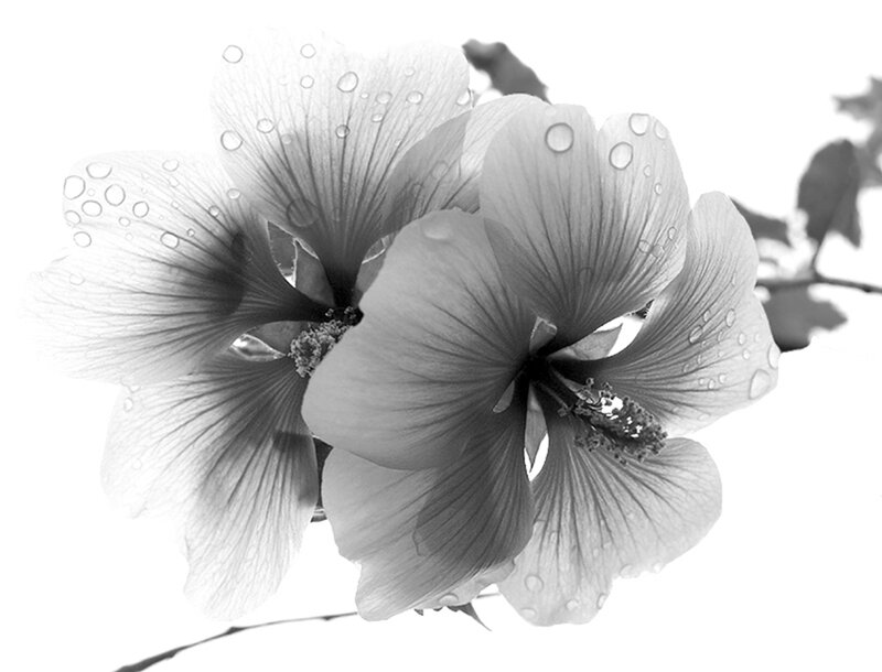Hibiscus Flowers with Water Droplets