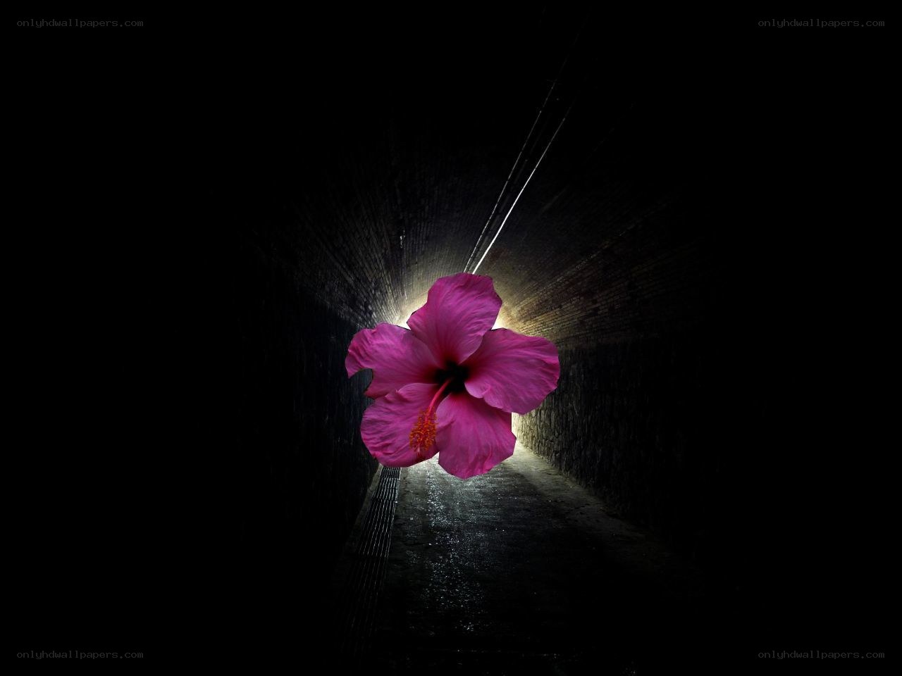 Hibiscus in a dark tunnel