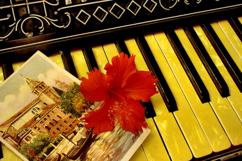 Hibiscus on piano keys