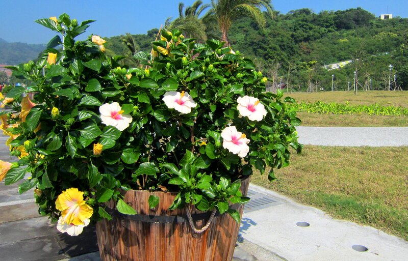 Hibiscus Plant in Pot