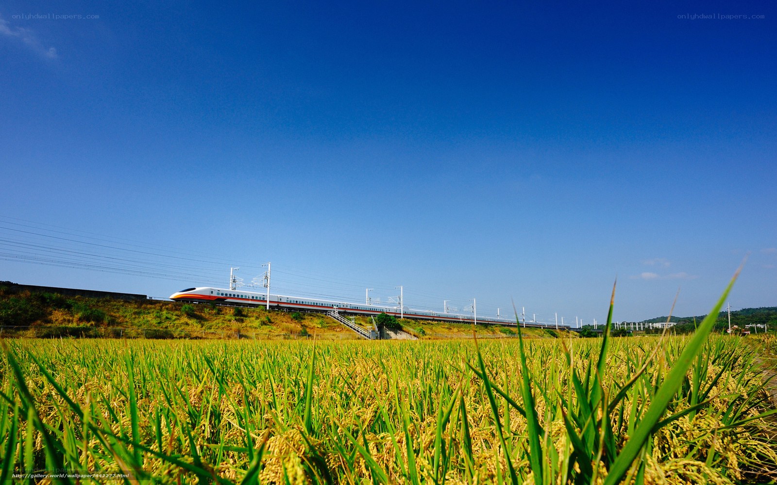 High-speed train in rice field