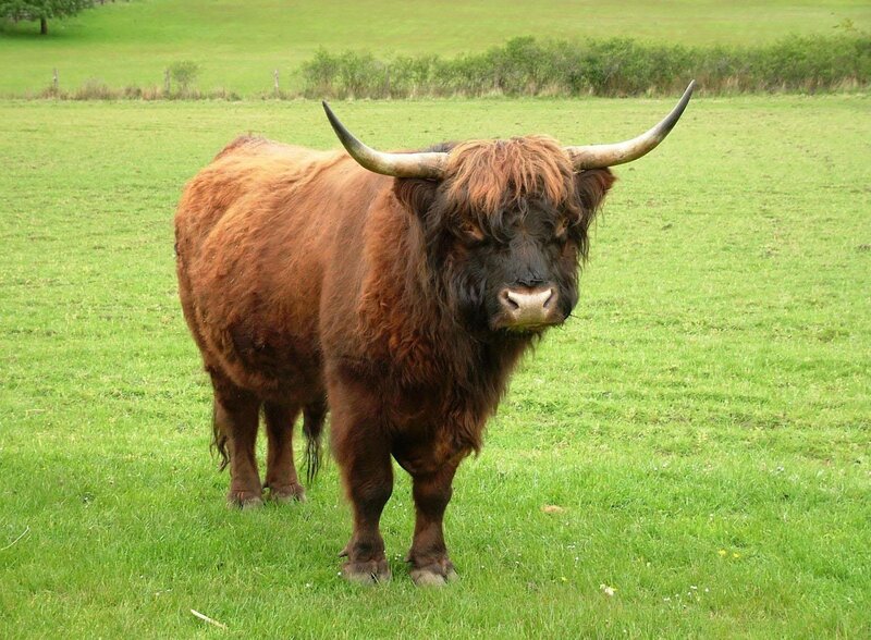Highland Bull in Field