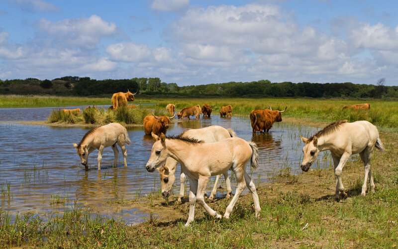Highland Cattle and Foals