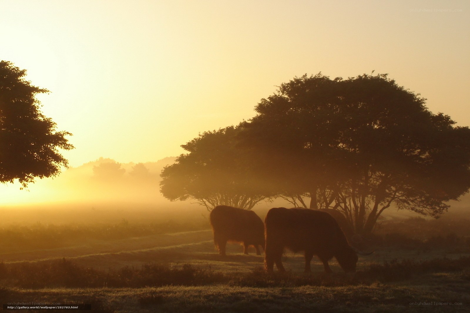 Highland cattle at sunrise