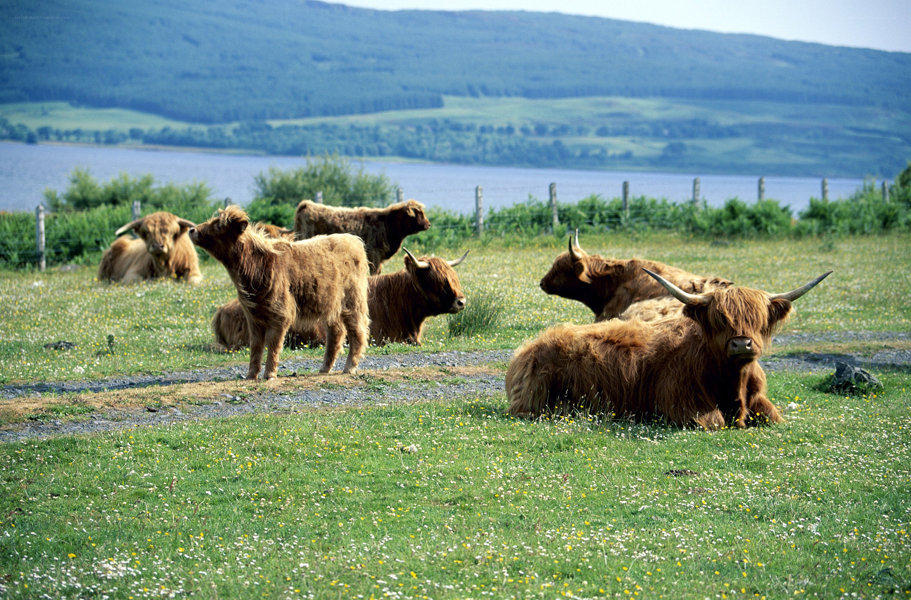 Highland cattle by a loch
