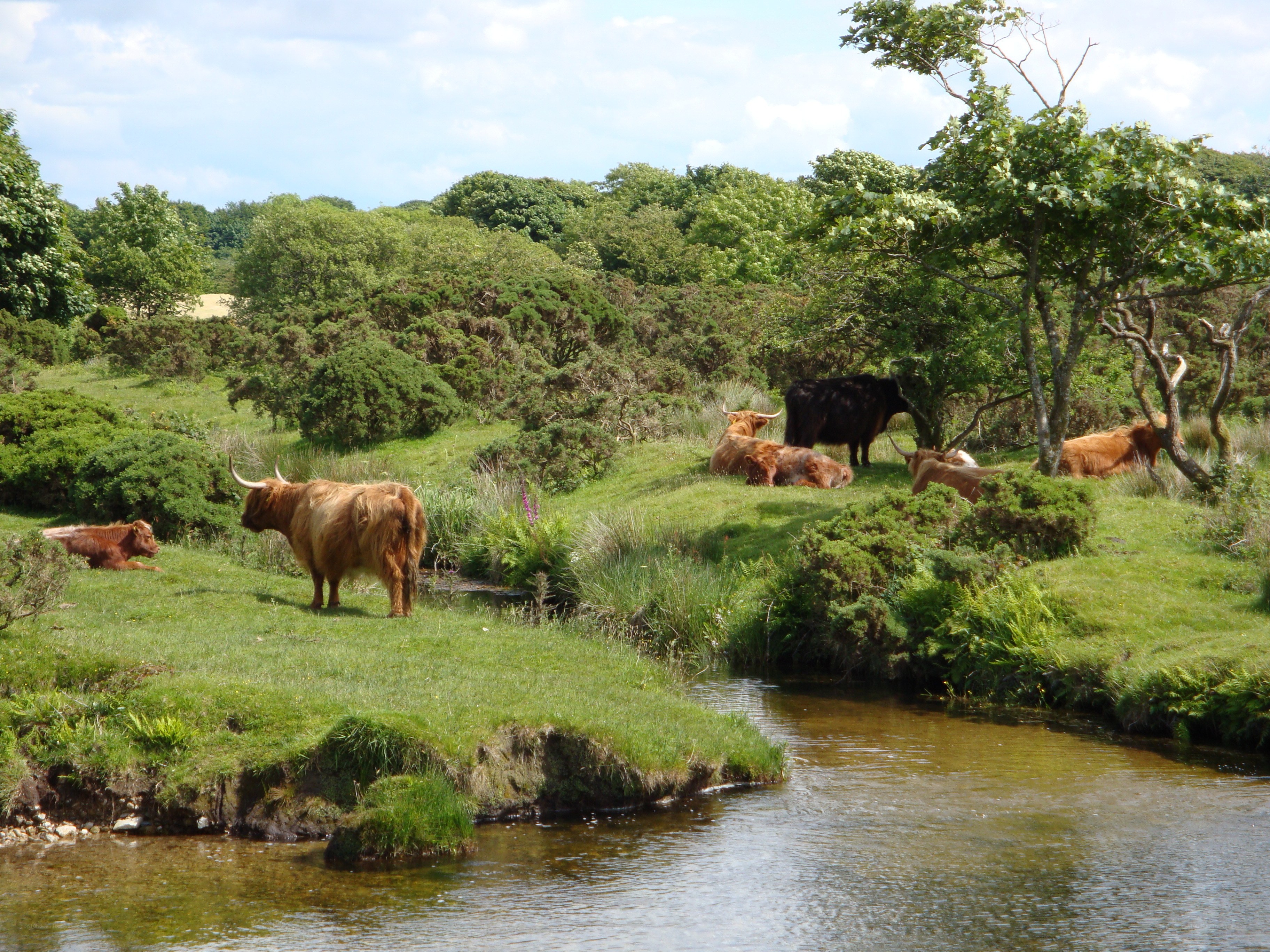 Highland cattle by a stream