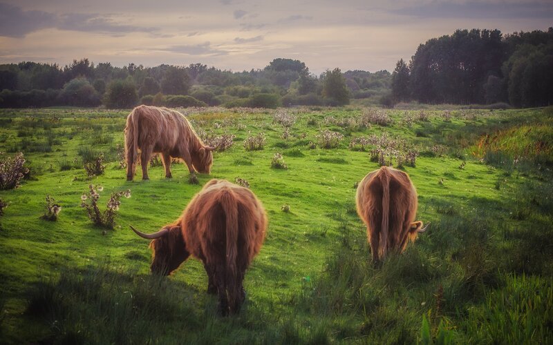 Highland cattle grazing in a field