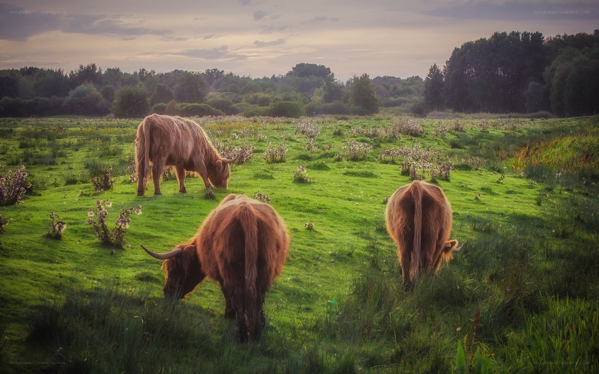 Highland cattle grazing in a field