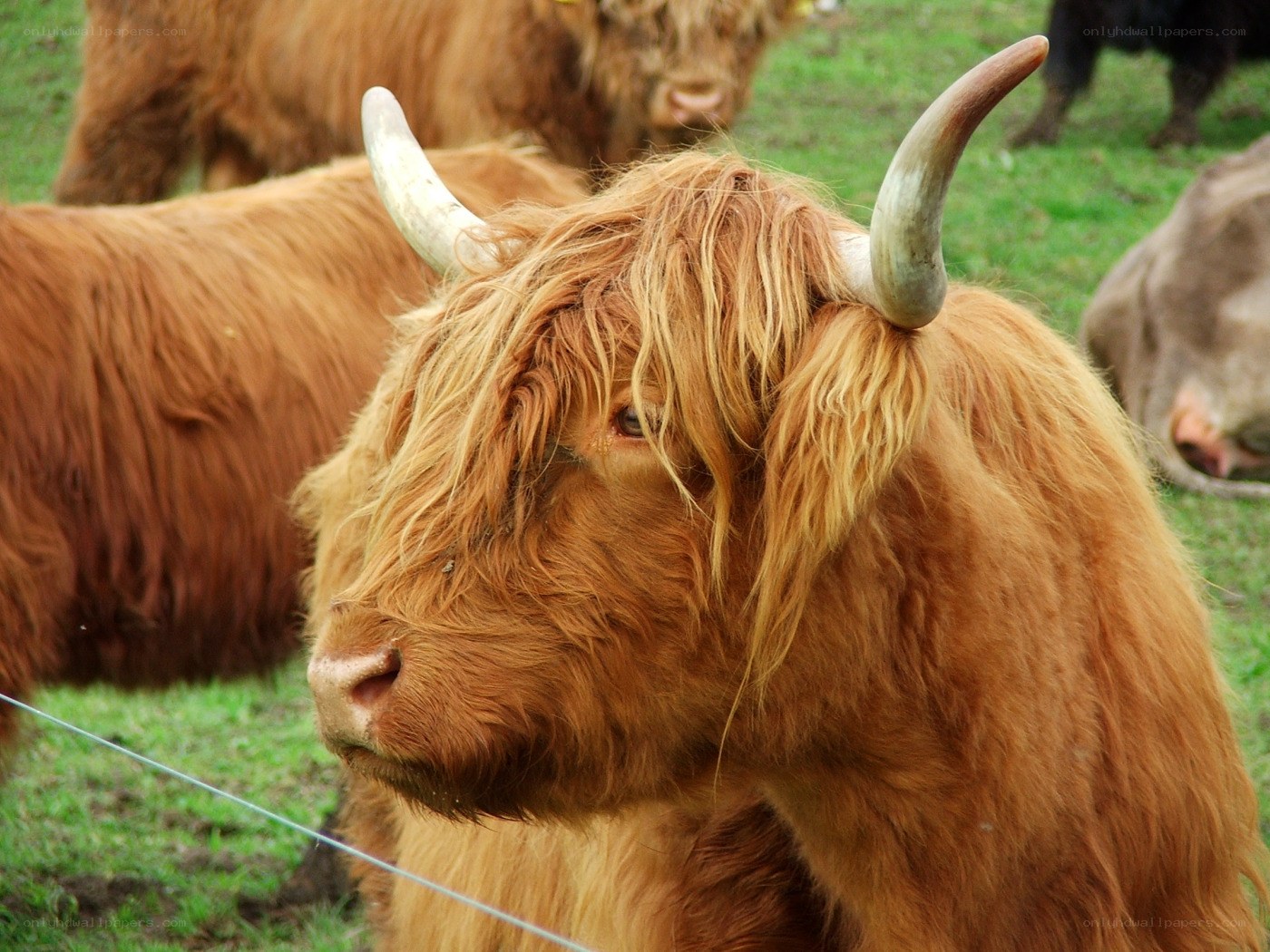 Highland cattle in a field