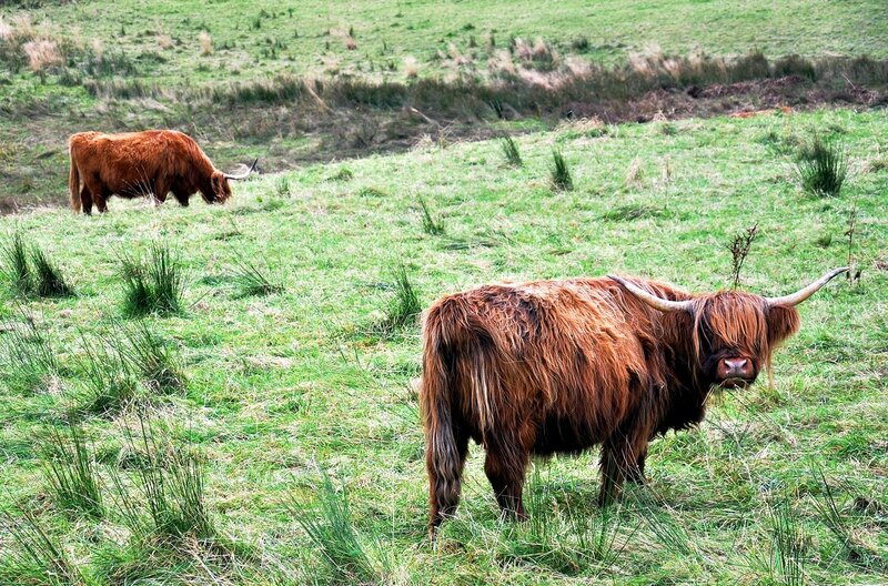 Highland cattle in a green field