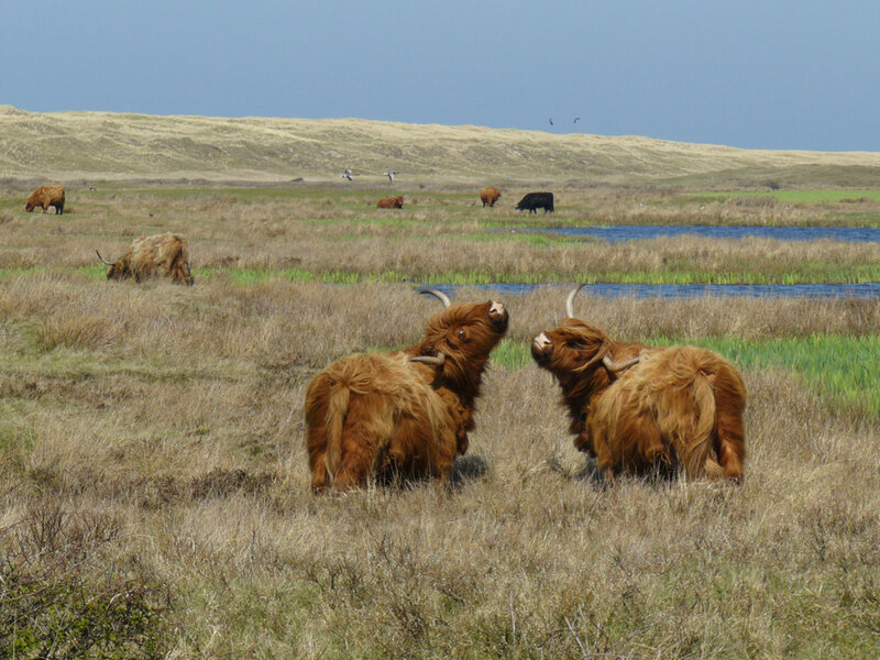 Highland cattle in a marshy field