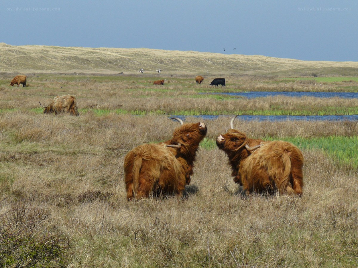 Highland cattle in a marshy field
