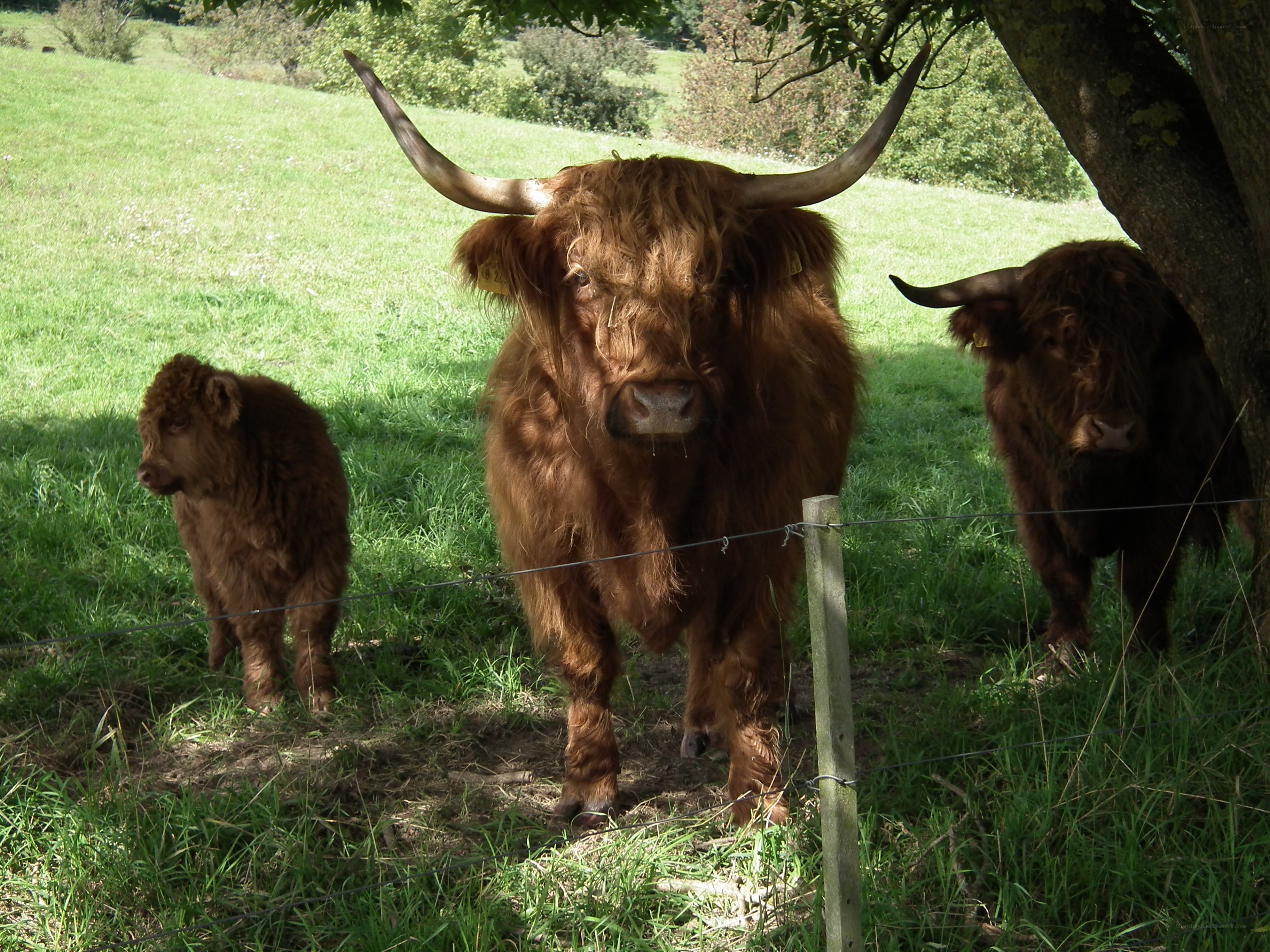 Highland cattle in a pasture