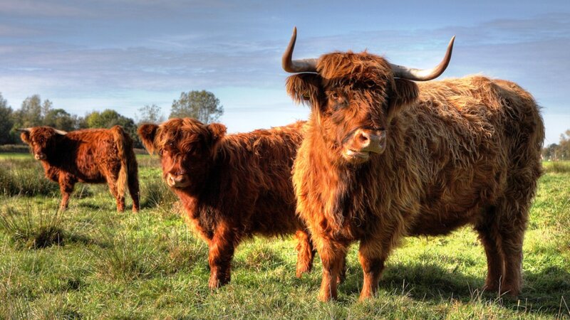 Highland Cattle in Field — Brown