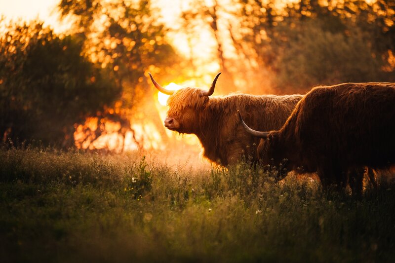Highland Cattle in Field — Gold