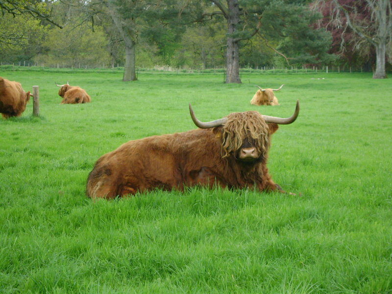 Highland Cattle in Field — Green
