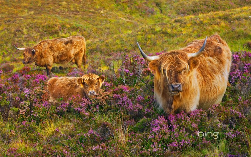 Highland Cattle in Field — Purple, Serene