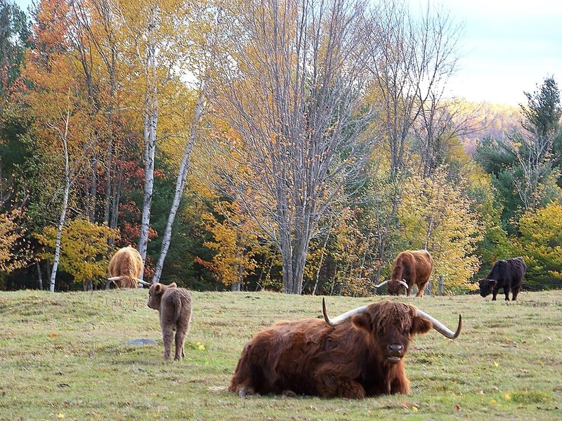 Highland Cattle in Field