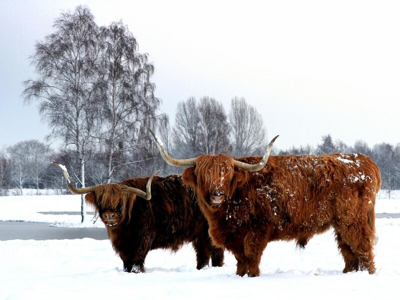 Highland Cattle in Snow — Brown