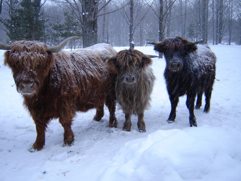 Highland cattle in snow