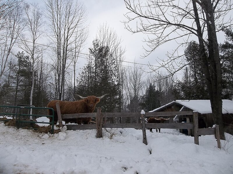 Highland Cattle in Snow — White, Cold