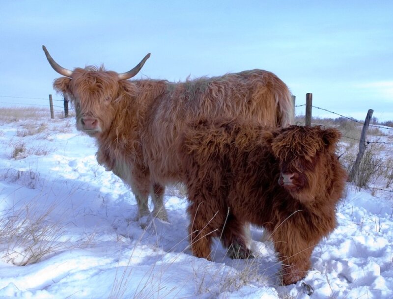 Highland Cattle in Snow — White
