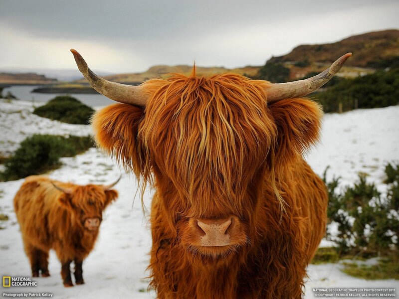 Highland cattle in snowy landscape