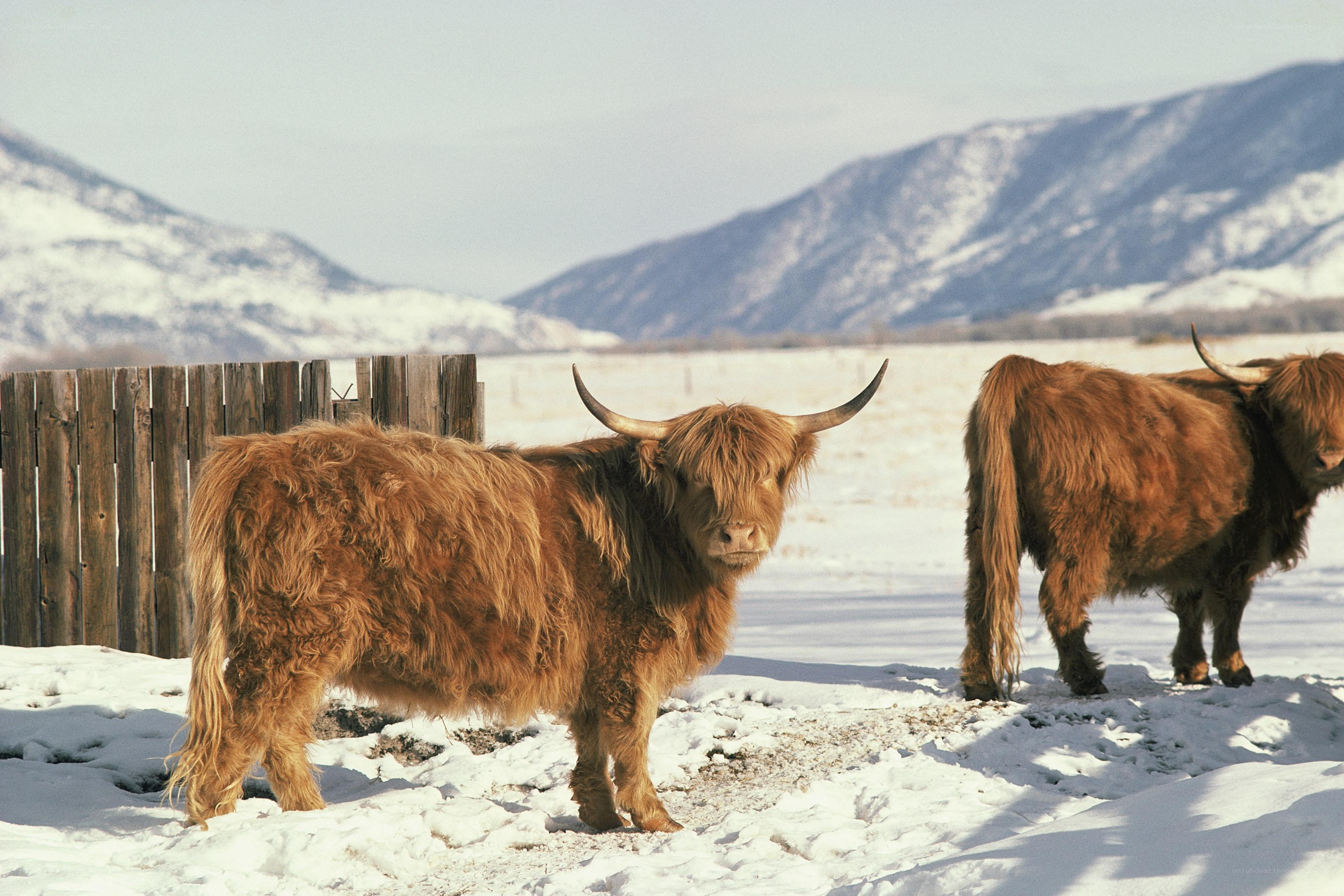 Highland cattle in snowy landscape
