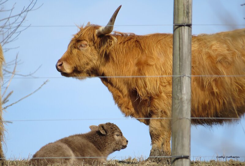 Highland Cow and Calf — Brown