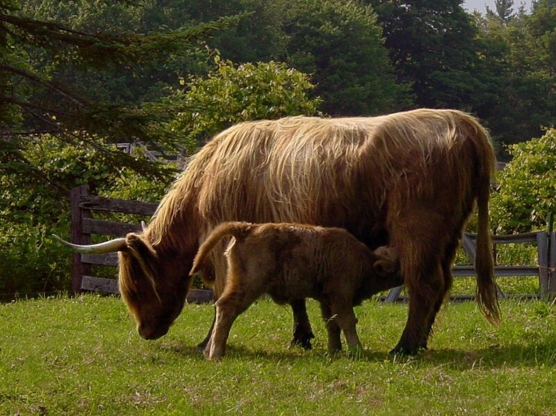 Highland cow and calf grazing