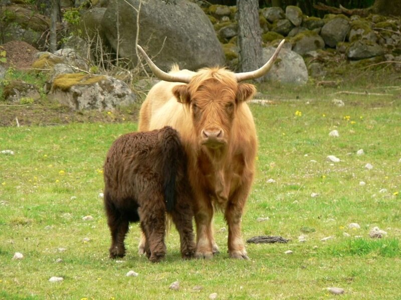 Highland Cow and Calf